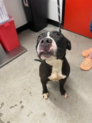 Darth Vader, Mixed Breed, adult, available for adoption