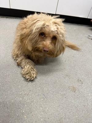 Cash FKA Shaggy, Mixed Breed, adult, available for adoption