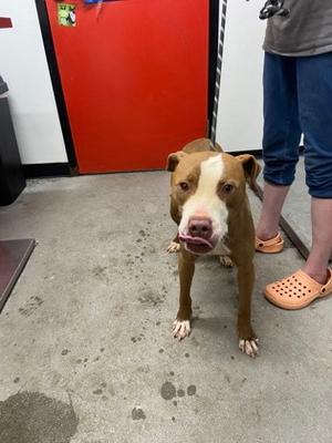 Hans Solo, Mixed Breed, adult, available for adoption
