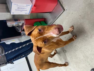 Yoda, Mixed Breed, adult, available for adoption