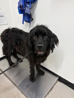 Yolanda, Mixed Breed, adult, available for adoption