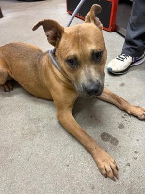 Mommas, Mixed Breed, young, available for adoption