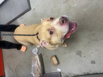 A tan pit bull dog is sitting on a concrete floor, panting with its tongue out. A person's legs wearing black pants and orange slides are visible to the left, holding a leash attached to the dog. A wrapped package and a small brown box are on the floor near the dog.