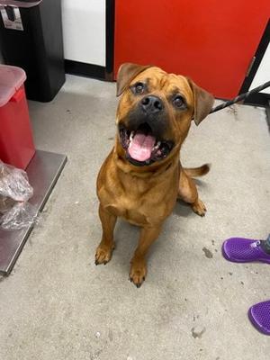 Bruce, Mixed Breed, young, available for adoption
