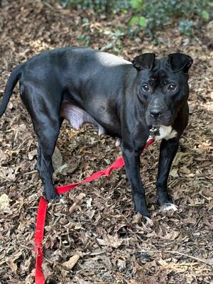 Tiffany FKA Lovey 23, Mixed Breed, adult, available for adoption