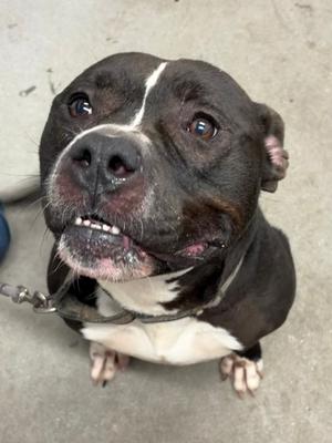 Thunder, Mixed Breed, adult, available for adoption