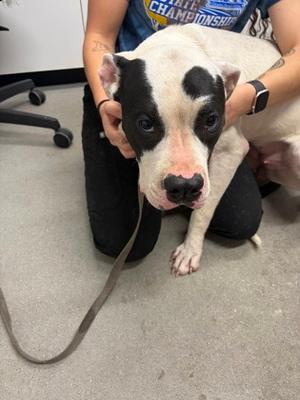 Dottie, Mixed Breed, young, available for adoption