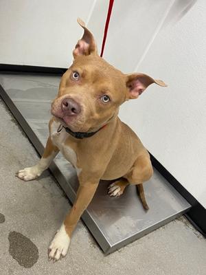 Hector, Mixed Breed, adult, available for adoption
