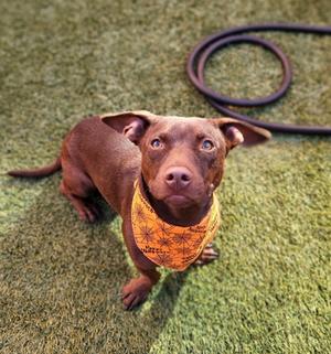 A brown dog wearing an orange bandana, sitting on artificial grass with a coiled leash in the background.