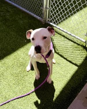Blizzard, Mixed Breed, young, available for adoption