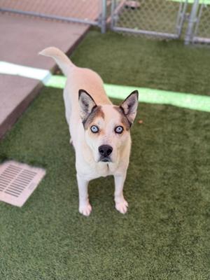 A light-colored dog with blue eyes standing on artificial grass, looking directly at the camera.