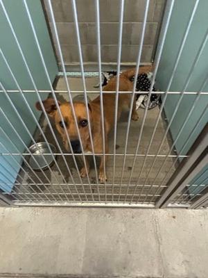 A brown dog standing in a metal cage with a bowl of water and a blanket in the background.