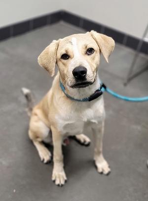 A light-colored dog with floppy ears sitting on a gray floor, wearing a blue collar and leash.