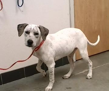 Dallas, Mixed Breed, young, available for adoption