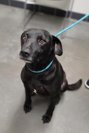 Charlotte, Mixed Breed, adult, available for adoption
