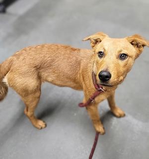 Caramel, Mixed Breed, young, available for adoption