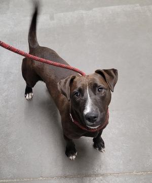 A brown and white dog on a red leash, standing on a concrete surface.