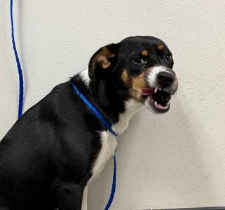 Auti, Mixed Breed, young, available for adoption