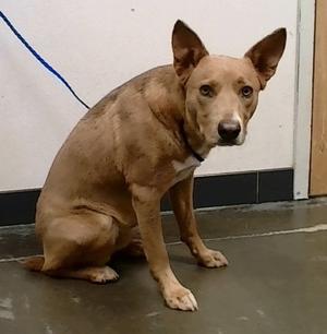 Colin, Mixed Breed, adult, available for adoption