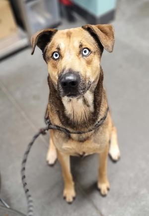 A brown and black dog with blue eyes sitting on a leash