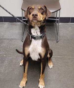 A brown and white dog with a black collar sitting on a gray floor, looking up at the camera.