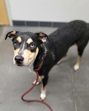 Abraxos, Mixed Breed, adult, available for adoption