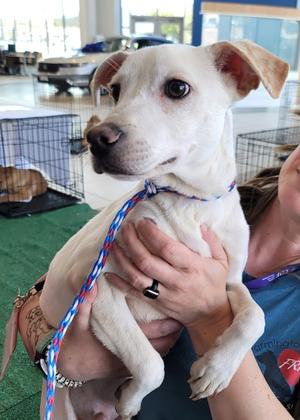 Blizzard 2, Mixed Breed, young, available for adoption