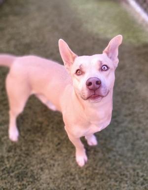 Havoc, Mixed Breed, adult, available for adoption