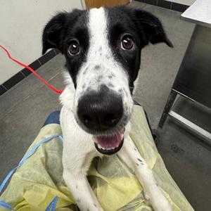 Audi, Mixed Breed, young, available for adoption