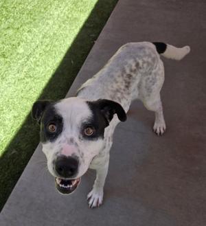 Bobby, Mixed Breed, adult, available for adoption