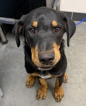 Fido, Rottweiler Mix, young, available for adoption