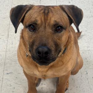 Bruno 4D25, Mixed Breed (Medium), adult, available for adoption