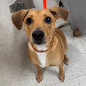 Prince 14D26, Mixed Breed (Medium), adult, available for adoption