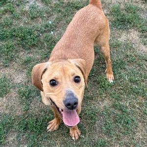 A brown dog with floppy ears and a pink tongue sticking out, standing on grass.