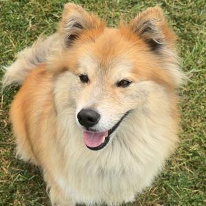 Bear 13D26, Mixed Breed (Medium), adult, available for adoption
