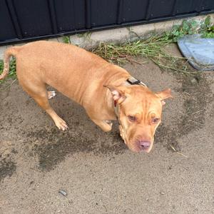Paisley 22D26, Terrier, American Pit Bull, adult, available for adoption
