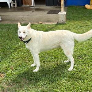 Sekira 19D26, Husky, adult, available for adoption