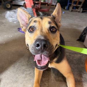 Jovi 41D24, Shepherd, adult, available for adoption
