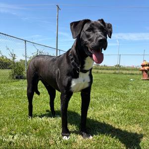 Oscar 110D25, Mixed Breed (Medium), adult, available for adoption