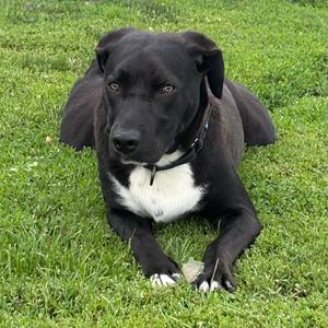Oscar 110D25, Mixed Breed (Medium), adult, available for adoption