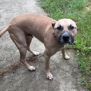 a brown dog standing on a concrete path with grass on the side