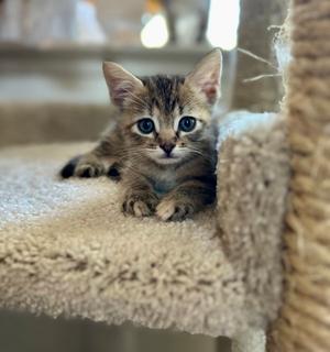 A small tabby kitten with large blue eyes is lying on a beige, plush cat tree. The kitten is looking directly at the camera with its front paws stretched out. The background is slightly blurred, showing a window and some indoor elements.