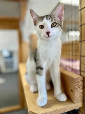 Taffy, available for adoption