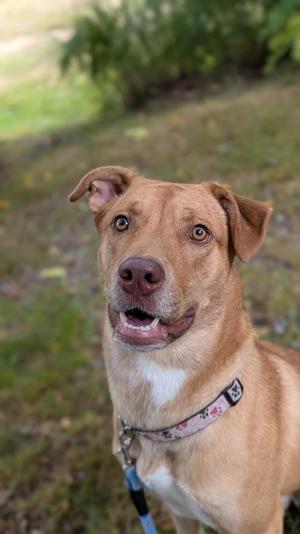 A brown dog with a white chest and a floral collar, looking up with its mouth slightly open.