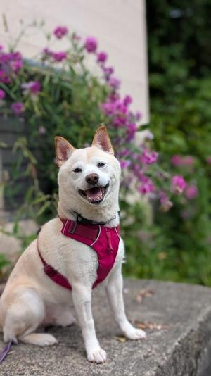 Simon, Shiba Inu, adult, available for adoption