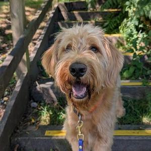 Huckleberry, Goldendoodle, adult, available for adoption