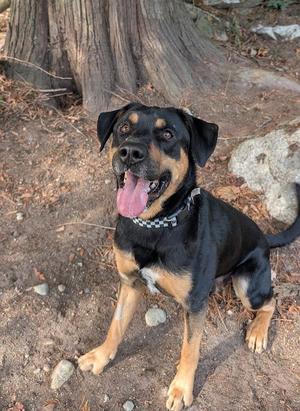A black and tan dog with a checkered collar sitting on the ground, looking up with its tongue out.