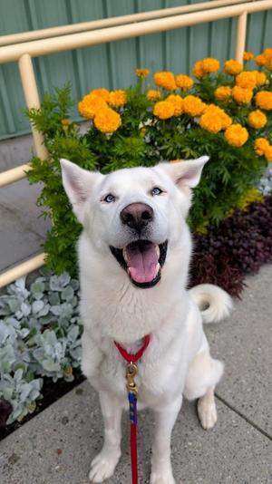 Hugo, Husky, adult, available for adoption