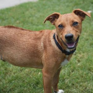 A brown dog with a black collar standing on grass.