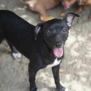Tinky-Winky, Terrier, adult, available for adoption
